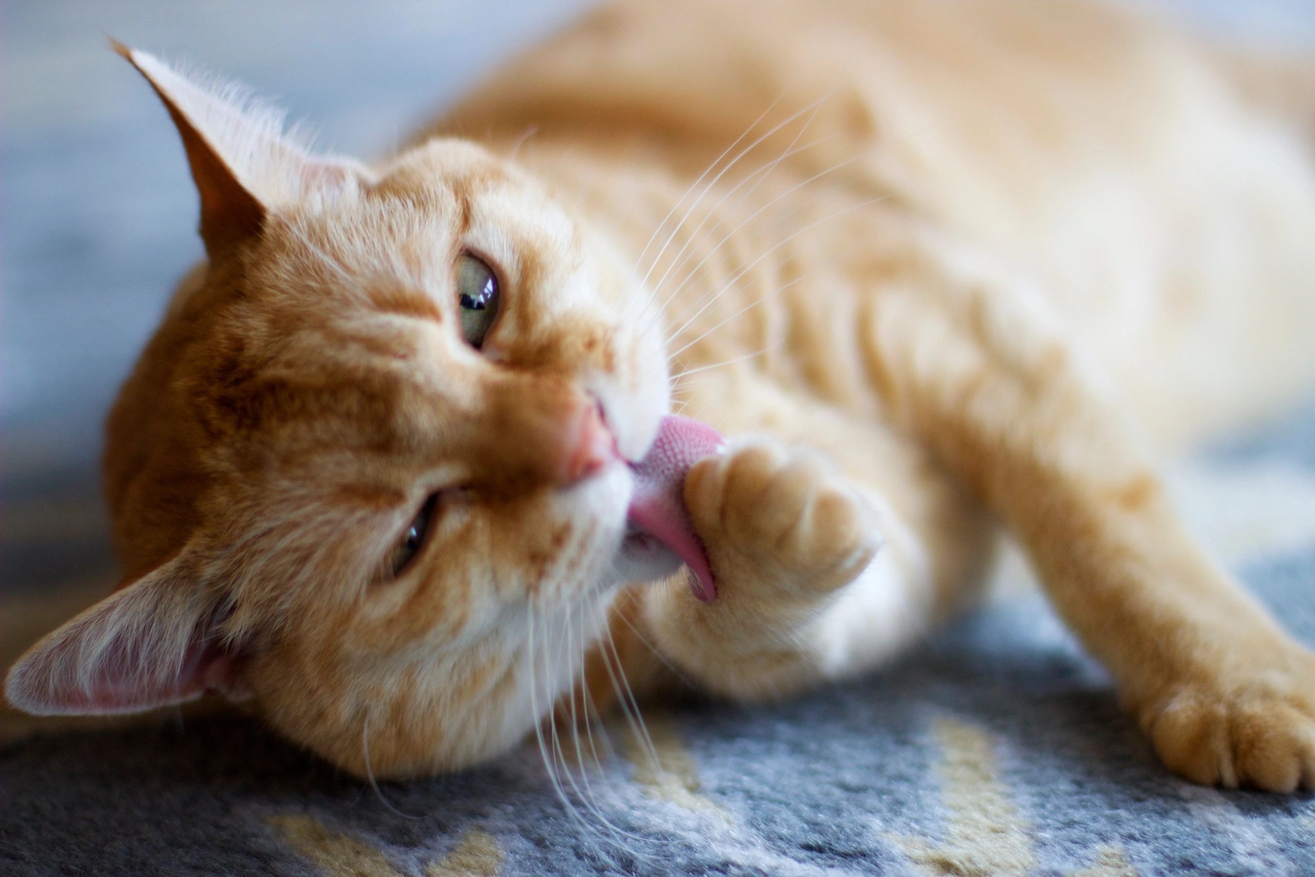 Pet care moment 1