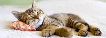 Pet care moment 2