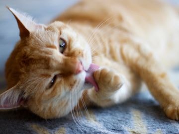 Cat visit service