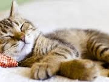 Overnight cat sitting service