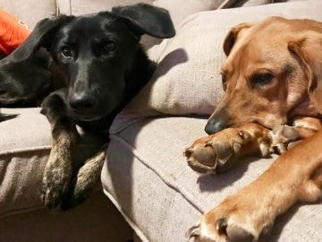 Overnight dog sitting service